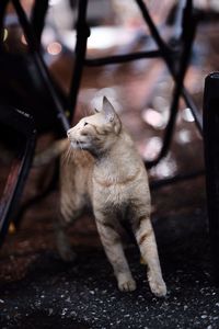 Close-up of cat sitting outdoors