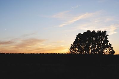 Silhouette trees on field against sky at sunset