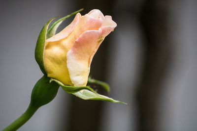 Close-up of rose plant