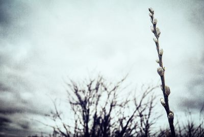 Low angle view of bare trees against sky