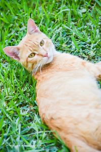 Cat relaxing on grassy field