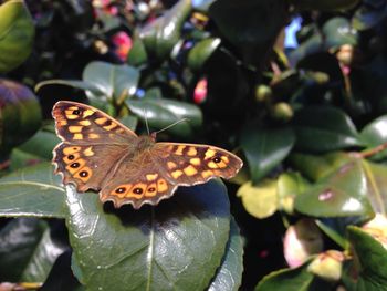 Close-up of butterfly on leaf