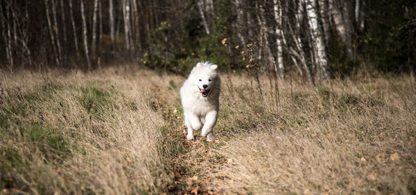 Dog running in forest