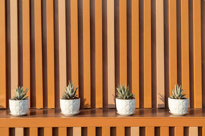 Close-up of potted plants against wall