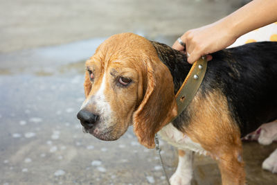 Close-up of dog looking at camera