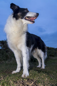 Dog looking away on field