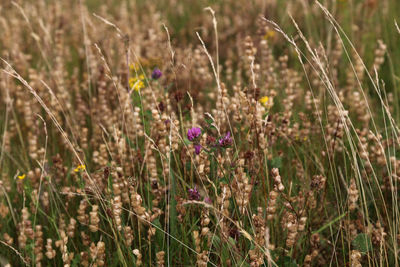 Close-up of purple crocus flowers on field