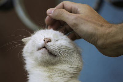 Cropped hand of man stroking cat