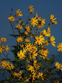 Low angle view of yellow flowering plants against sky