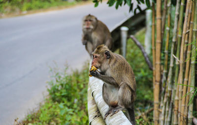 Monkey sitting on tree