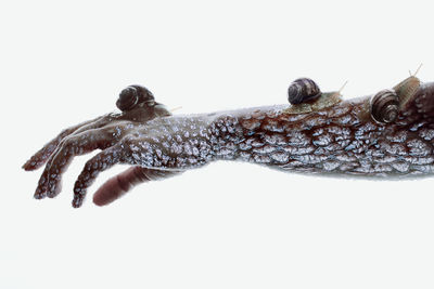 Close-up of insect over white background