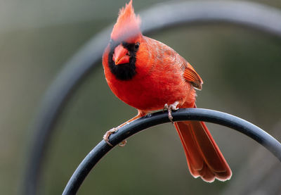 Close-up of bird perching on branch