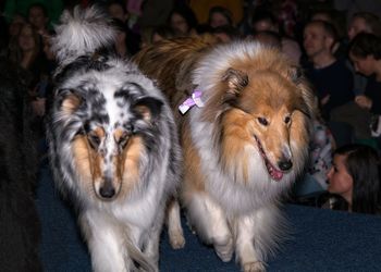 Portrait of two dogs