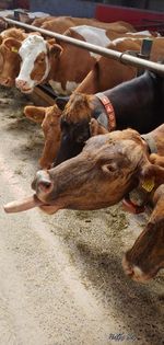 High angle view of cow on field