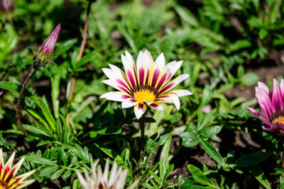 Close-up of purple flowering plant on field