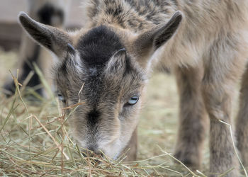 Close-up of a goat on field of hay