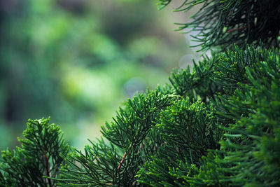 Close up of the pine leaves 