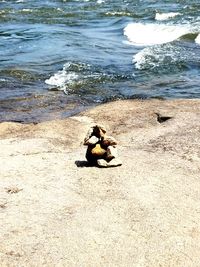 High angle view of horse on beach