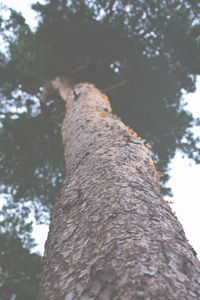 Low angle view of tree trunk in forest