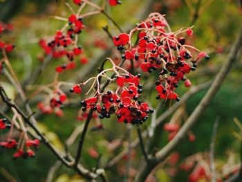 Close-up of red berries growing on tree