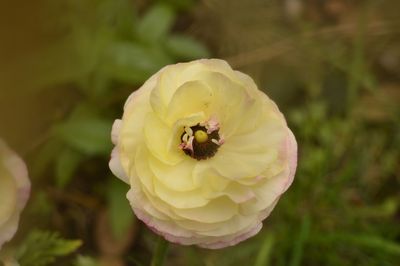 Close-up of bee on flower