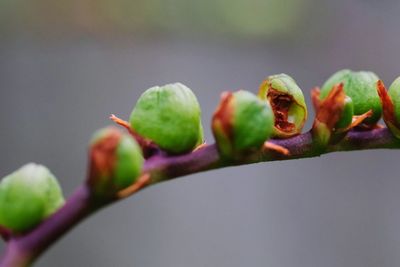 Close-up of flower buds growing on branch