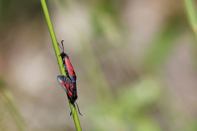 Close-up of insect on leaf
