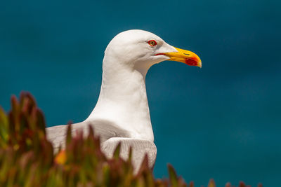 Close-up of seagull