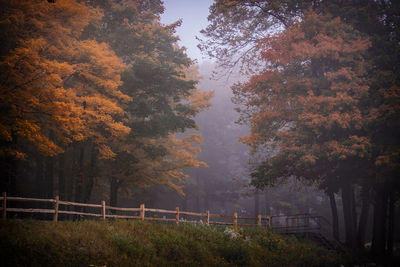 Trees in forest during autumn