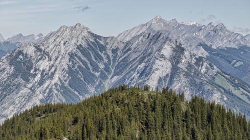 Panoramic view of pine trees on snowcapped mountains against sky