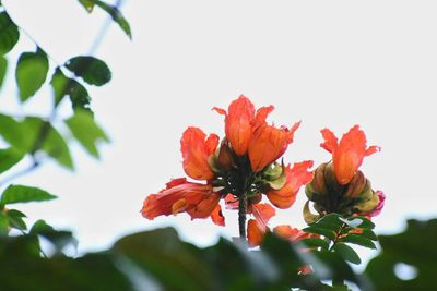 Close-up of orange flowering plant