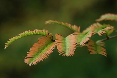 Close-up of plant