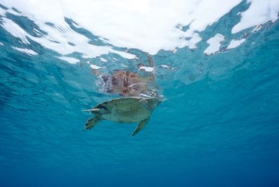 A turtle at surface of the sea