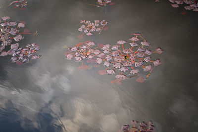 High angle view of pink floating on water