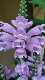 Close-up of pink flowers