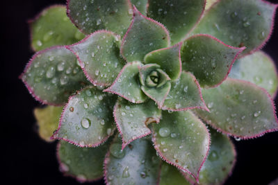 Close-up of wet plant