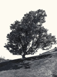 Tree against clear sky