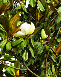 Close-up of flower tree