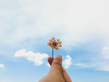 Cropped hand holding flowers against sky