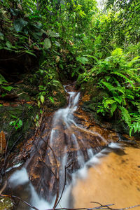 Waterfall in forest