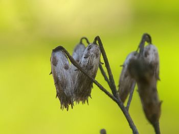 Close-up of honey bee on yellow flower