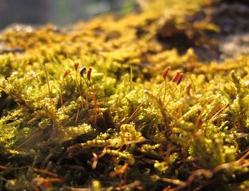 Close-up of flowering plants on land