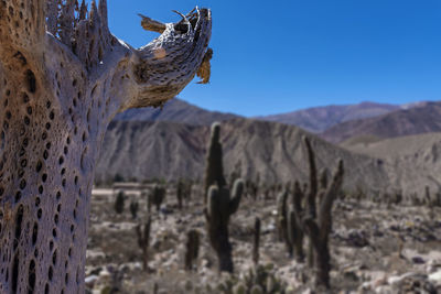 View of a horse on mountain