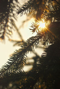 Low angle view of pine tree