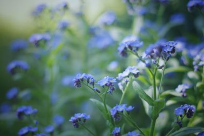 Close-up of purple flowering plants