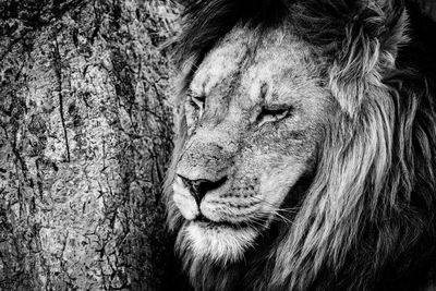 Close-up of male lion beside scratched tree