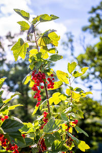 Close-up of red berries on plant