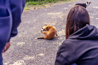 Rear view of people with dog standing on road