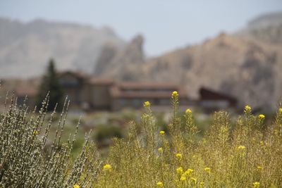 Plants growing on field