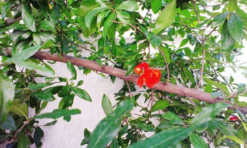 Plants growing on tree